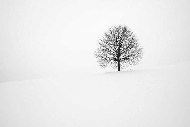 Bare Tree in while landscape