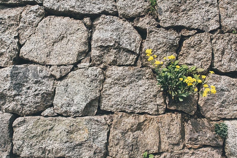 Flowers in a brick wall
